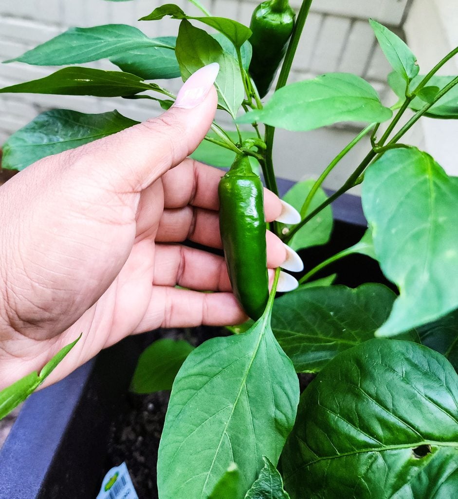 small container gardening in a small space or backyard
beautifuleatsandthings.com