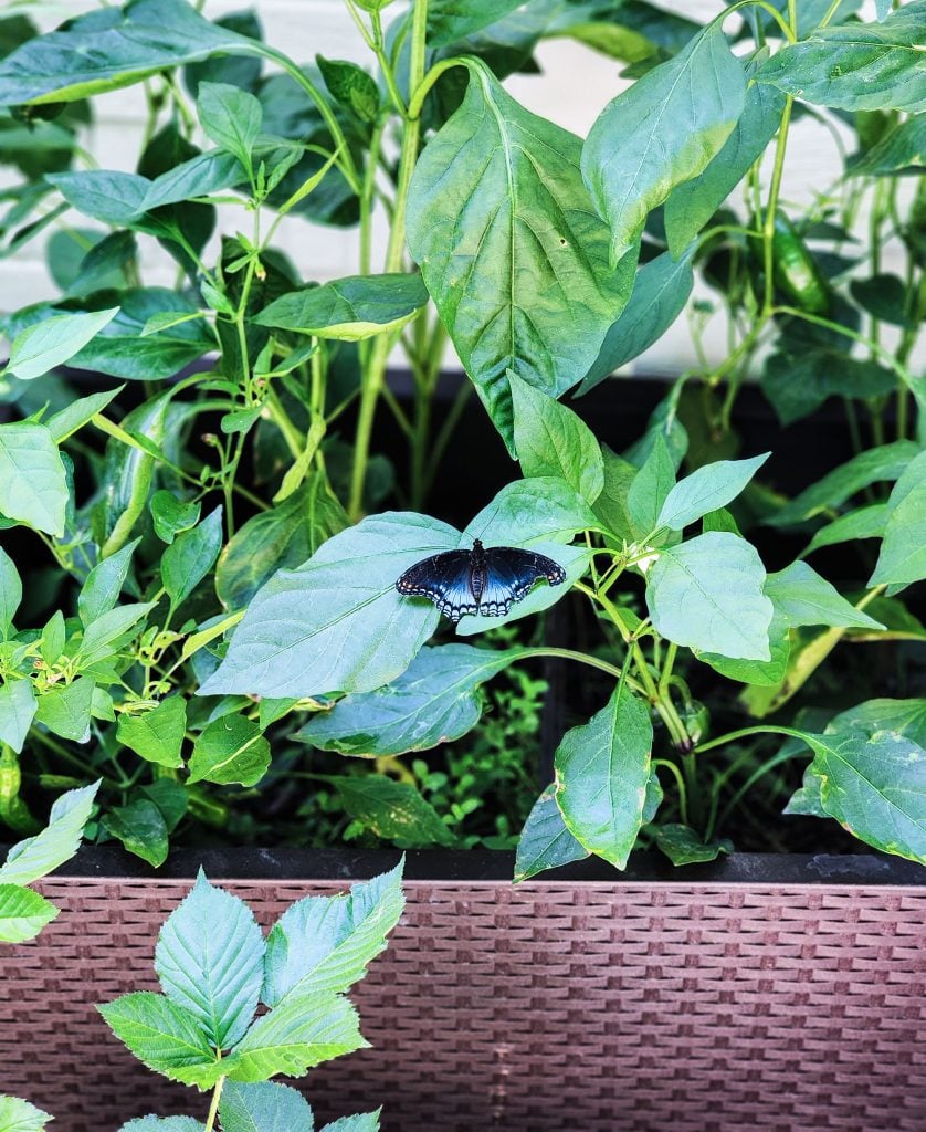 small container gardening in a small space or backyard
beautifuleatsandthings.com